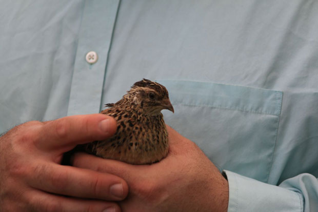 Joseph Jacob Schmidt holds a quail